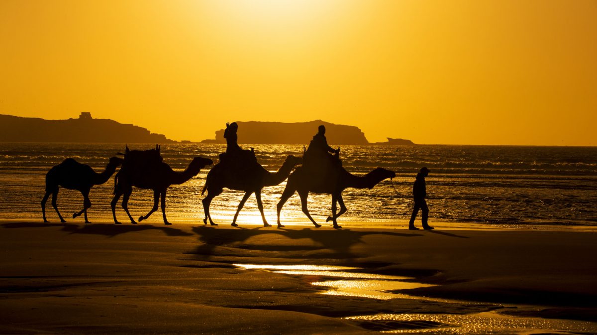 Essaouira Camels
