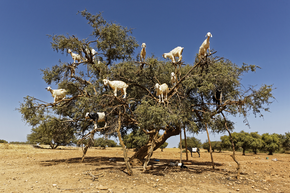 Morocco Goats